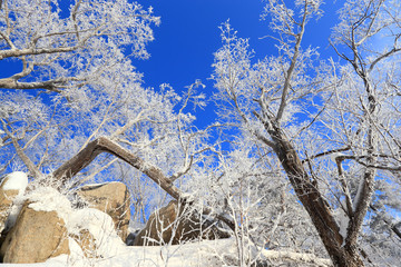 雾凇 冰雪风光 雪景 蓝天白云