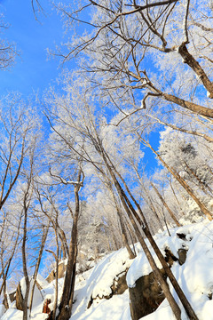 雾凇 冰雪风光 雪景 蓝天白云