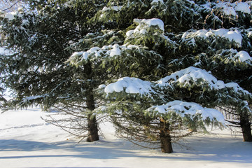 积雪的松枝