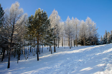冬季森林雪原