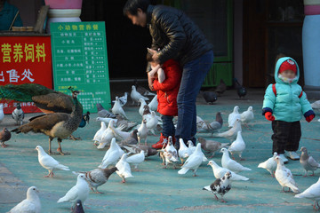 喂鸽子的游客