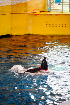 海豹 广州海洋世界 水族馆