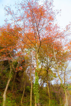 梅岭枫树