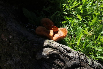树桩蘑菇