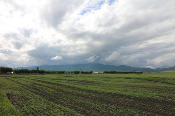 田野 沃土