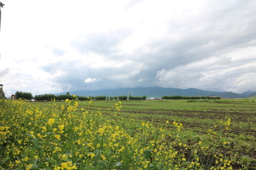 油菜花 油菜田