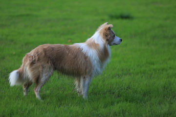 边境牧羊犬