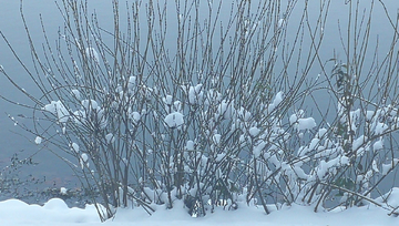 树丛中的雪