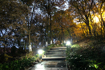 山路夜景