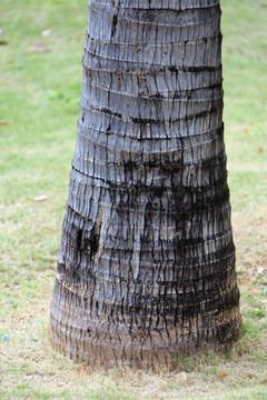 椰子树 树干 树