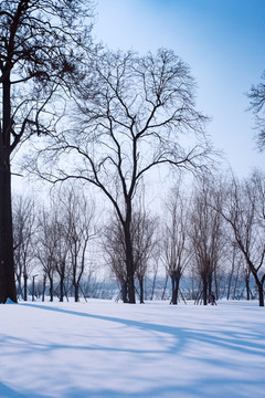 雪景