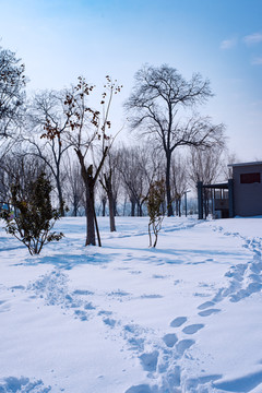 雪景