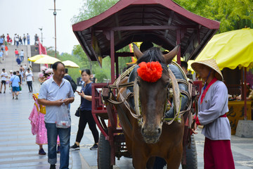 清明上河园观光马车