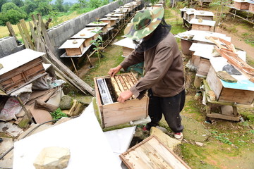 蜜蜂养殖