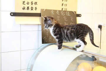 咖啡店里的猫