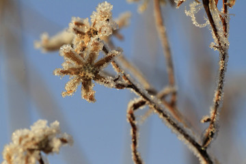 霜雪