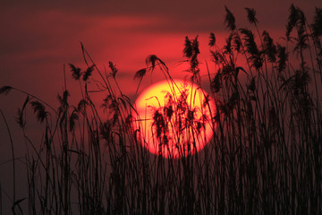 夕阳芦苇