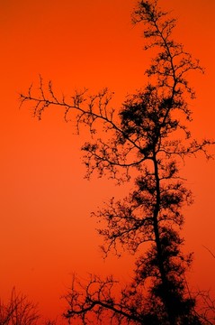 夕阳下的树