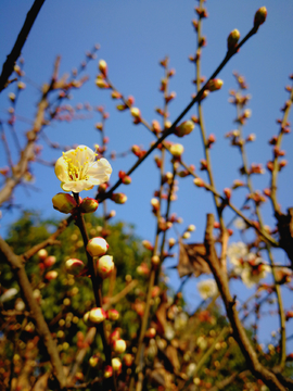 梅花