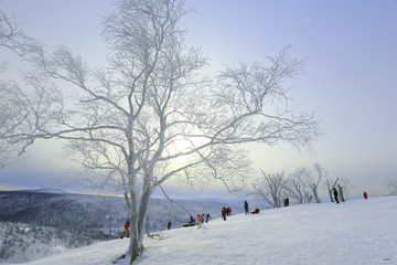 雾凇 冰雪风光 雪景 蓝天白云