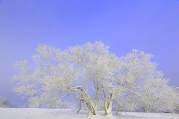 雾凇 冰雪风光 雪景 蓝天白云