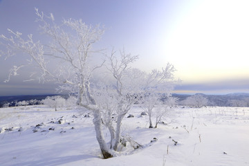 雾凇 冰雪风光 雪景 蓝天白云