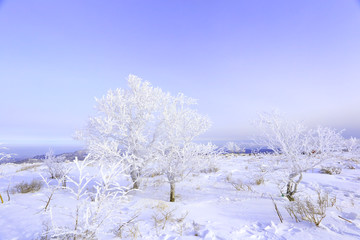 雾凇 冰雪风光 雪景 蓝天白云