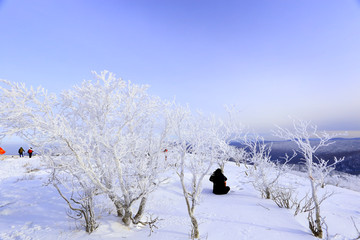 雾凇 冰雪风光 雪景 蓝天白云