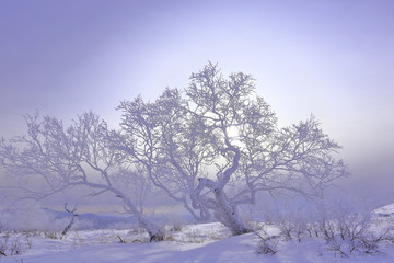 雾凇 冰雪风光 雪景 蓝天白云