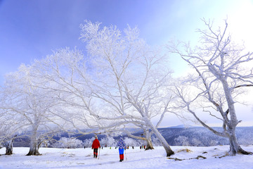 雾凇 冰雪风光 雪景 蓝天白云