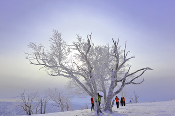 雾凇 冰雪风光 雪景 蓝天白云