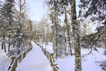 雾凇 冰雪风光 雪景 蓝天白云