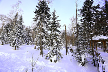 雾凇 冰雪风光 雪景 蓝天白云