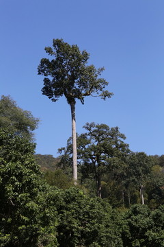 热带雨林的高树