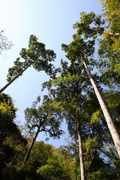 仰视热热带带雨雨林的高树
