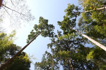 仰视热热带雨林的参天大树