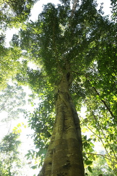 泰国雨林里的大树