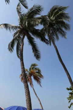 芭提雅海滨椰子树