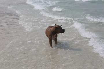 海滩上的沙皮狗