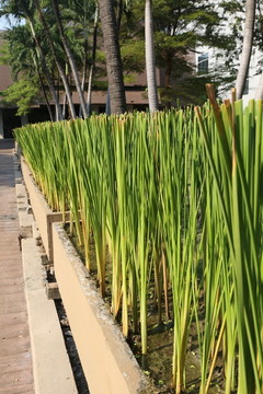 曼曼谷谷绿化植物