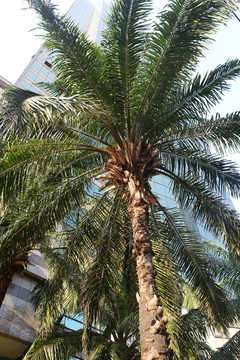 曼谷棕榈树
