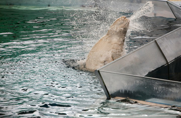 喷水 海洋馆 白鲸表演