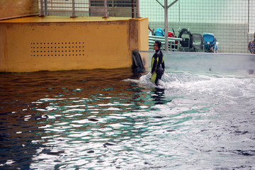 鲸鱼潜水 踏浪