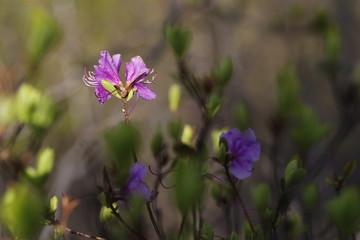 杜鹃花