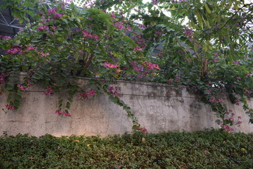 粉红色花卉