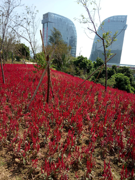 花海