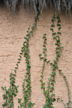 土墙上爬着一株植物