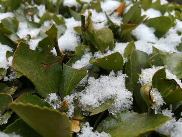 叶子上的雪