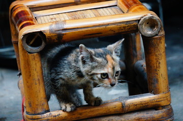 凳子里的小猫