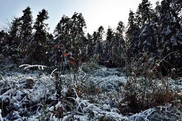 冰天雪地